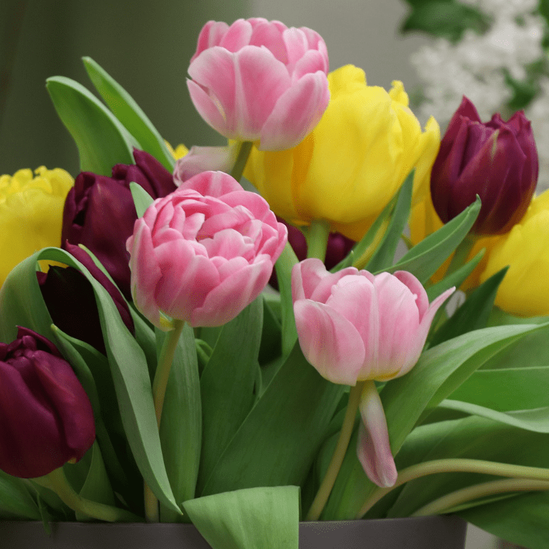 10 Bulb Pack of Mixed Double Late Tulip Flower 5023