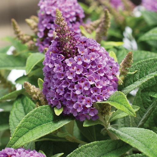 2-Piece Dapper® Purple Butterfly Bush