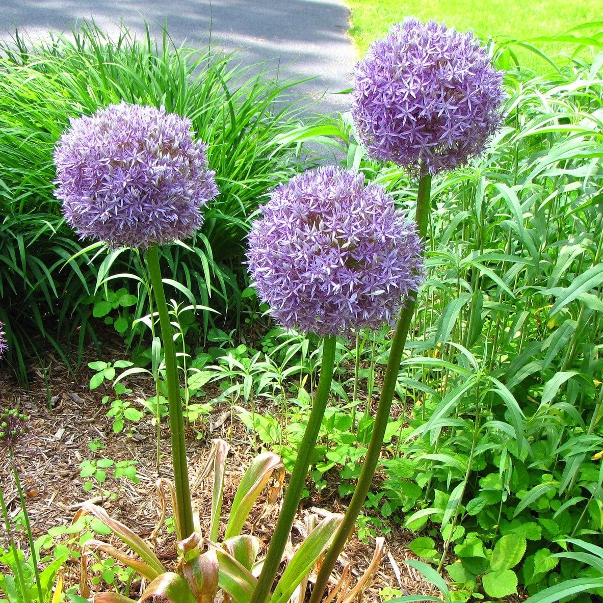 3 Bulb Pack of Giant Purple Allium Flowers 4010