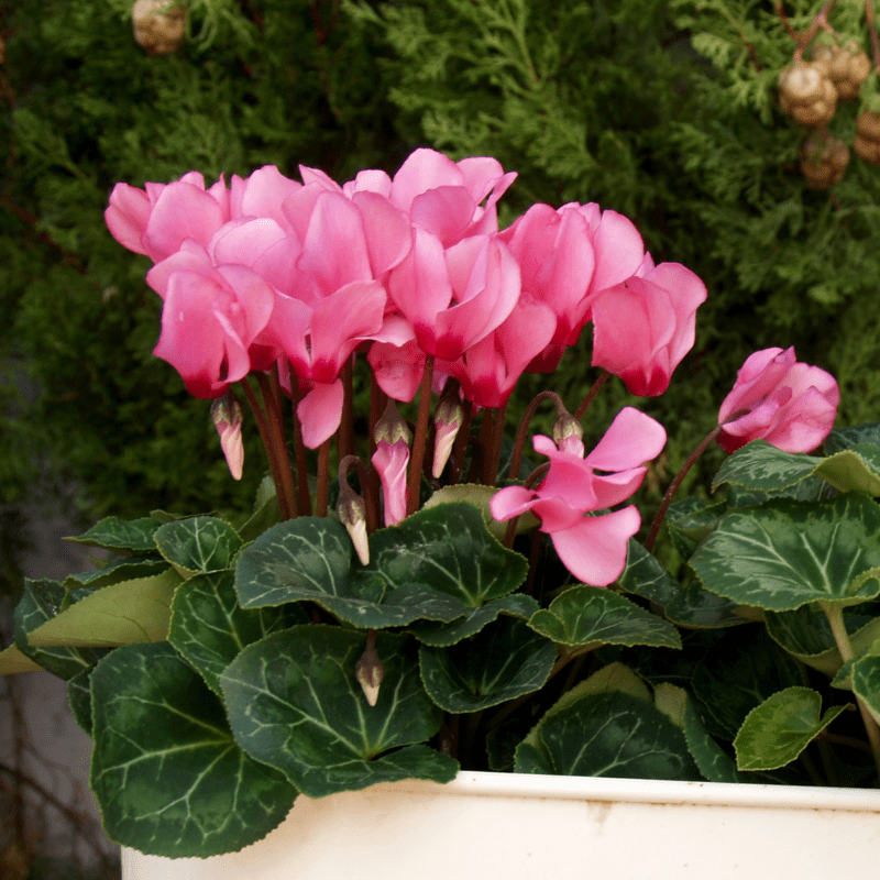 3 Bulb Pack of Pink Crush Cyclamen Coum Flowers 5027