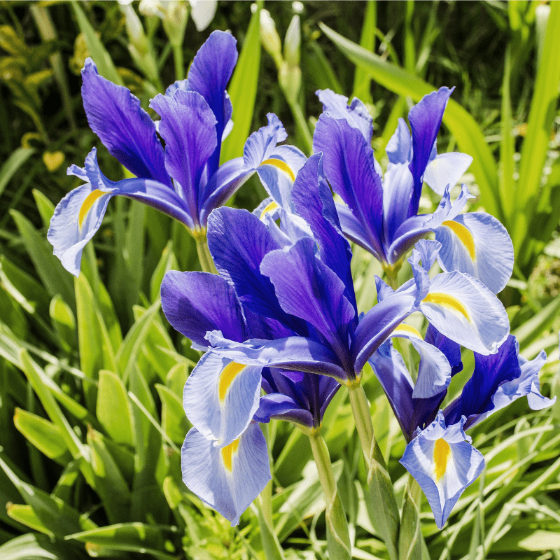 30 Bulb Pack of Mixed Dutch Iris Flowers 5029