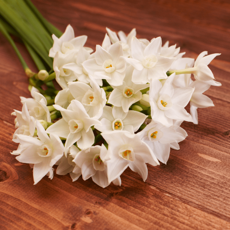 6 Bulb Pack of Fragrant Paperwhites Flowers 4009-2