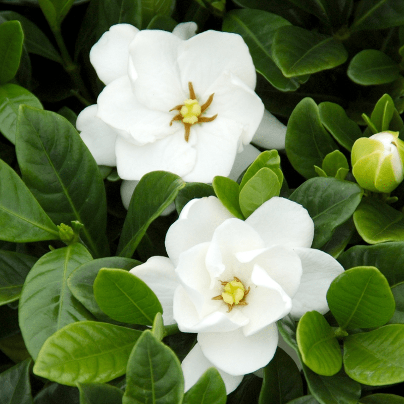 Buttons Gardenia in Live Pot DOM00119