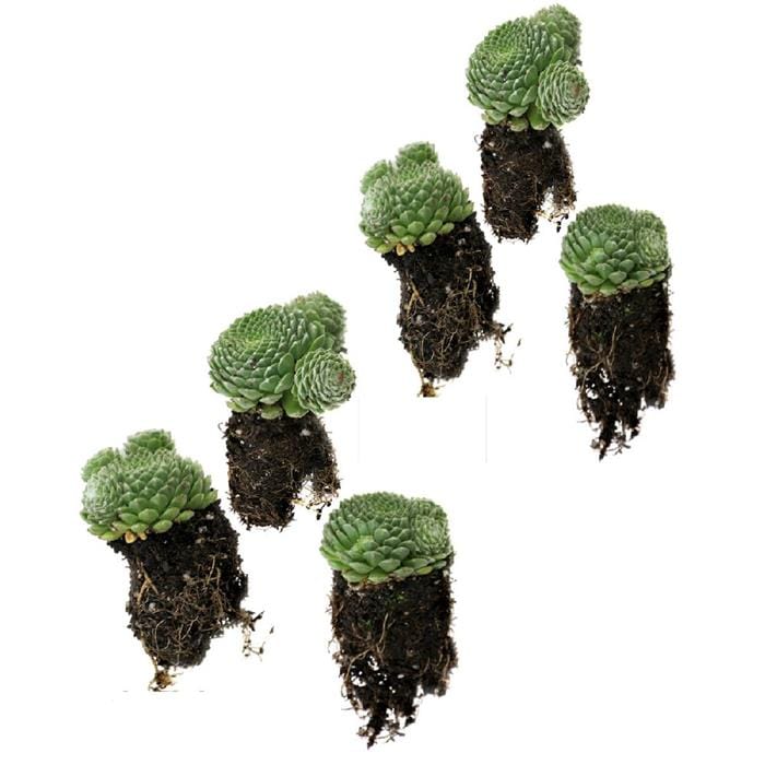 Set of 3 Ruby Heart Hens & Chicks Live Plugs DOM00110