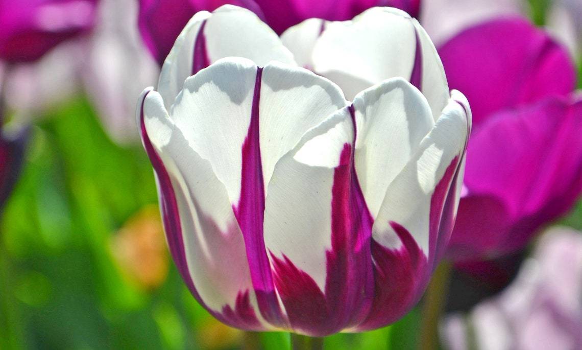 10 Bulb Pack of Blueberry Ripple Tulips Flower Bulbs 4012