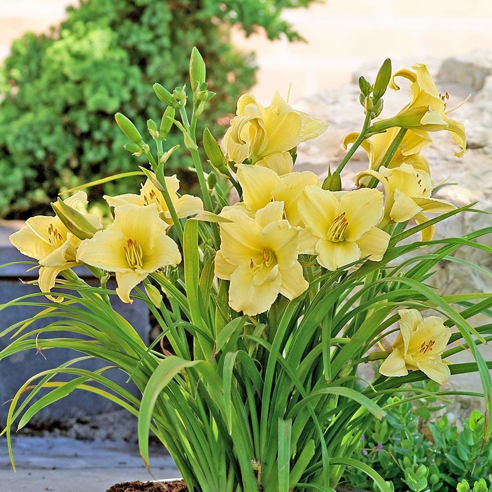 Stella D'Oro Daylilies - 6 Flower Bulb Pack 2042-2