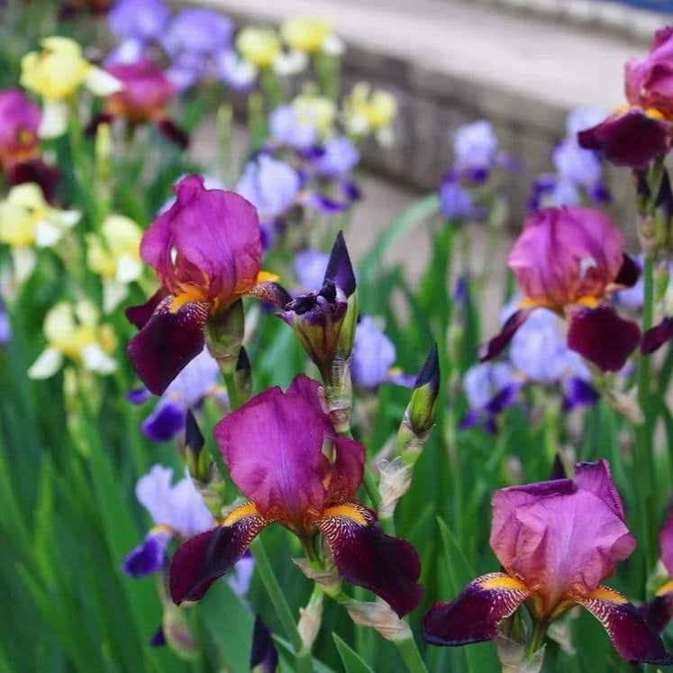 30 Bulb Pack - Mixed Dutch Iris Flower 5029