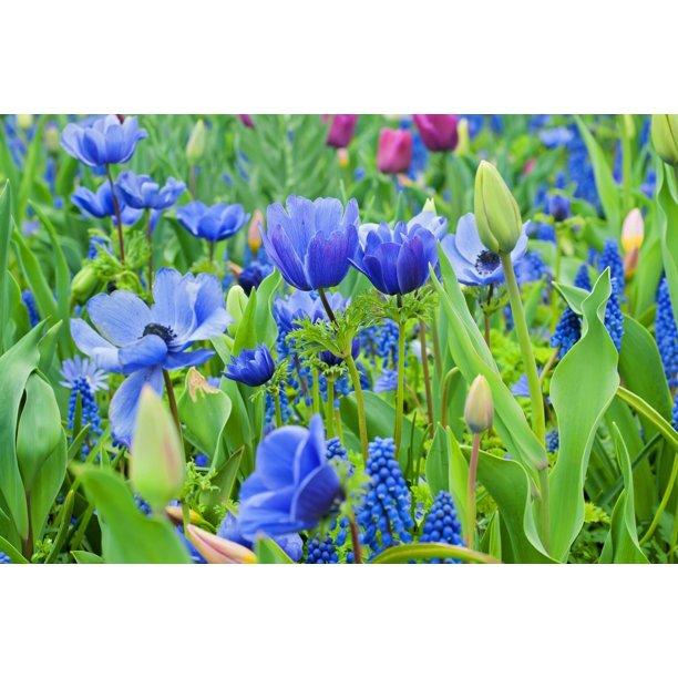 40 Bulb Pack Blue Garden Flower Collection 2045