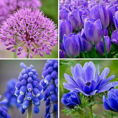 Blue Garden Collection Flower Bulbs - 40 Bulbs 2045