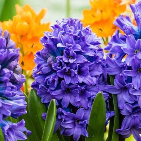 Blue Tango Double Hyacinth Flower Bulbs - 8 Bulbs 4014-2
