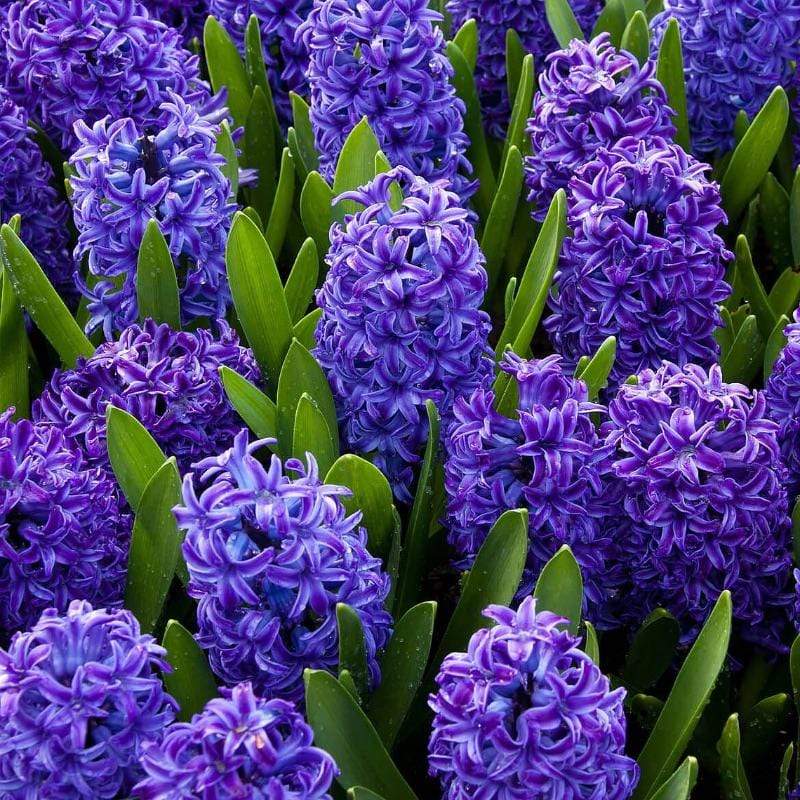 Blue Tango Double Hyacinth Flower Bulbs - 8 Bulbs 4014-2