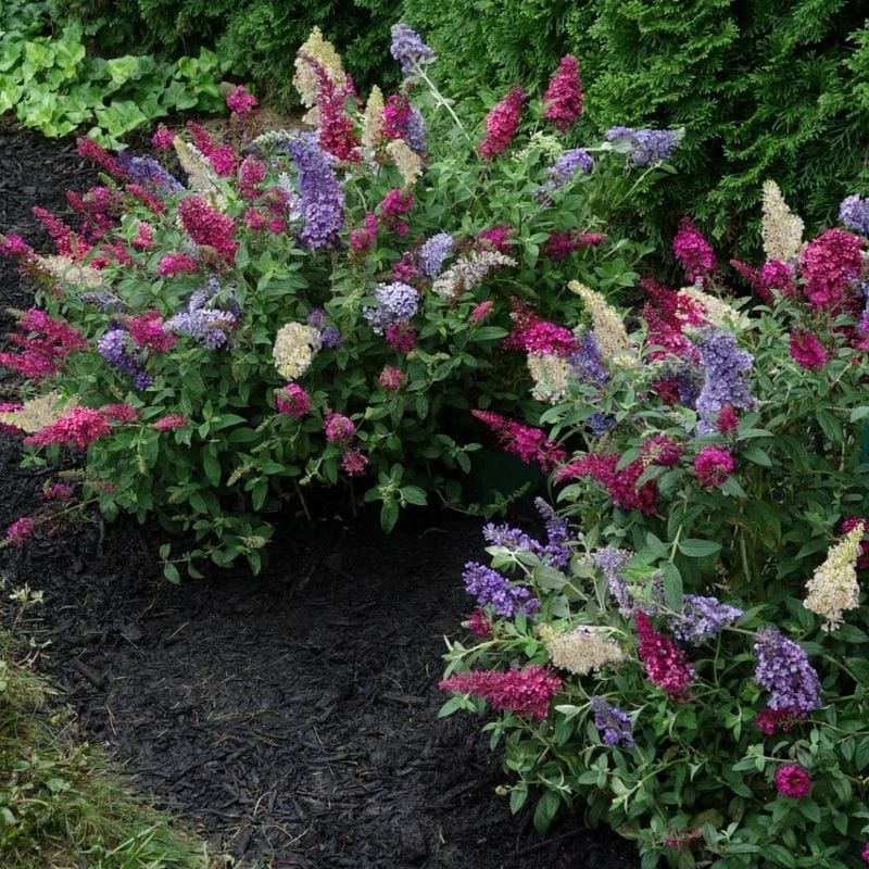 Buddleia, Red, White, and Buzz™ Butterfly Bush DOM00057
