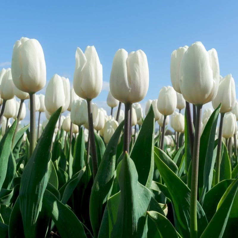 Colossal White Tulips - Set of 6 Bulbs 5037-2