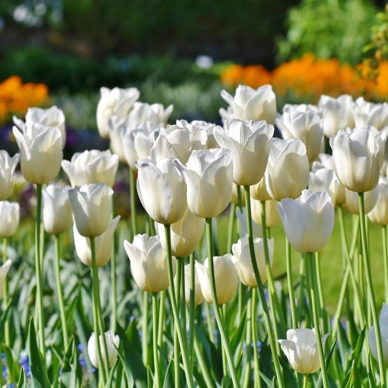 Colossal White Tulips - Set of 6 Bulbs 5037-2