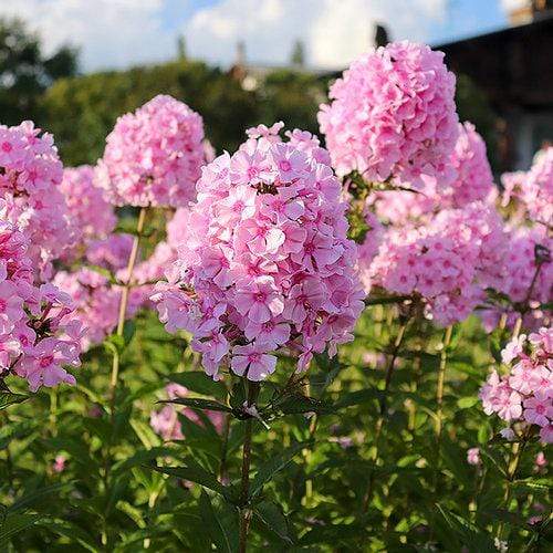 Double Phlox Bare Root Flower - 3 Roots 6046