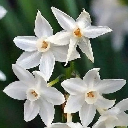 Fragrant Paperwhites Flower Bulbs - 6 Bulbs 4009-2