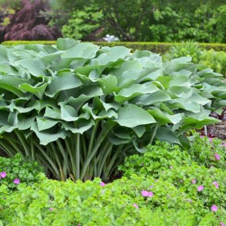Giant Hosta Bare Root Plants - 3 Roots 6068