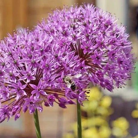 Giant Purple Allium Flower Bulbs - 3 Bulbs 4010