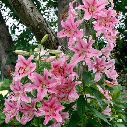 Heavenly Stargazer Lily Flower - 6 Bulbs 6051