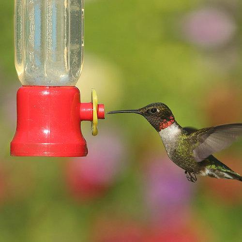 Hummingbird Feeder 5050