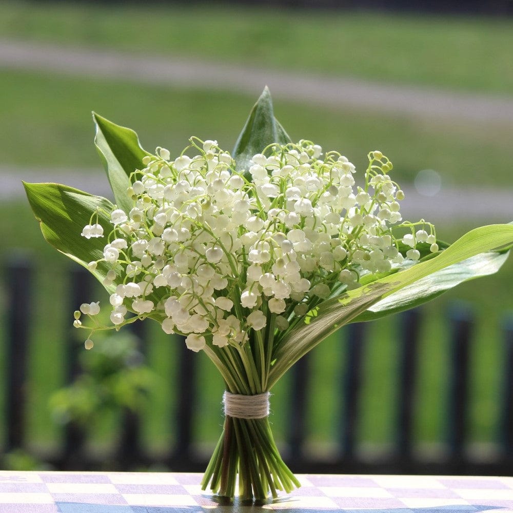 Lily of the Valley - 8 Flower Bulb Pack 6055-2