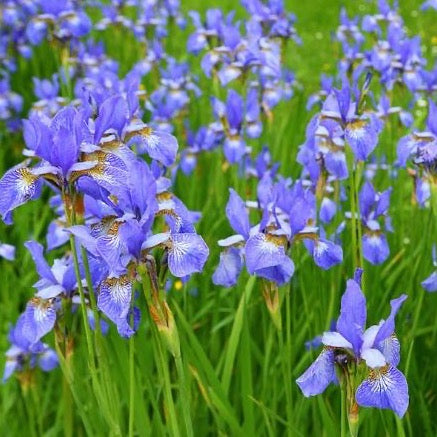 Mixed Dutch Iris Flower Bulbs - 30 Bulbs 5029