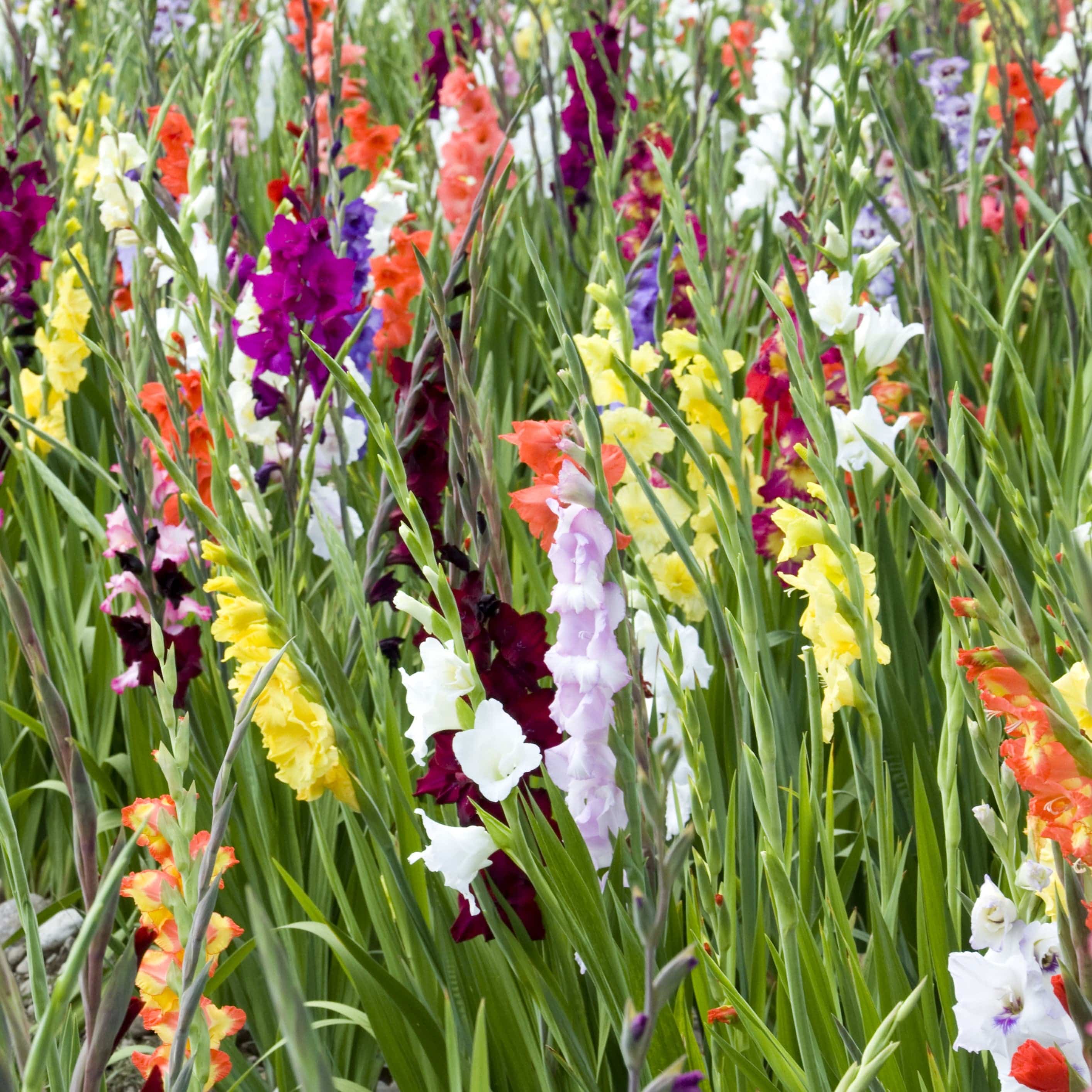 Mixed Gladiolus - 40 Flower Bulb Pack 6053