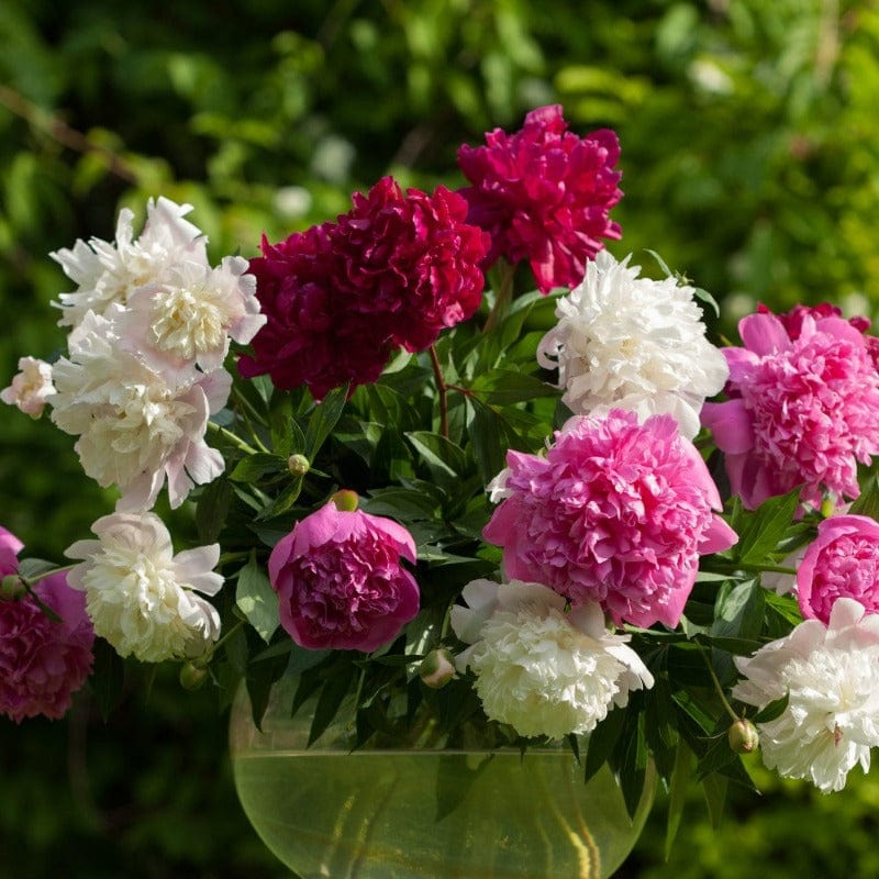 Mixed Peony Flowers - 4 Flower Bulb Pack 6058