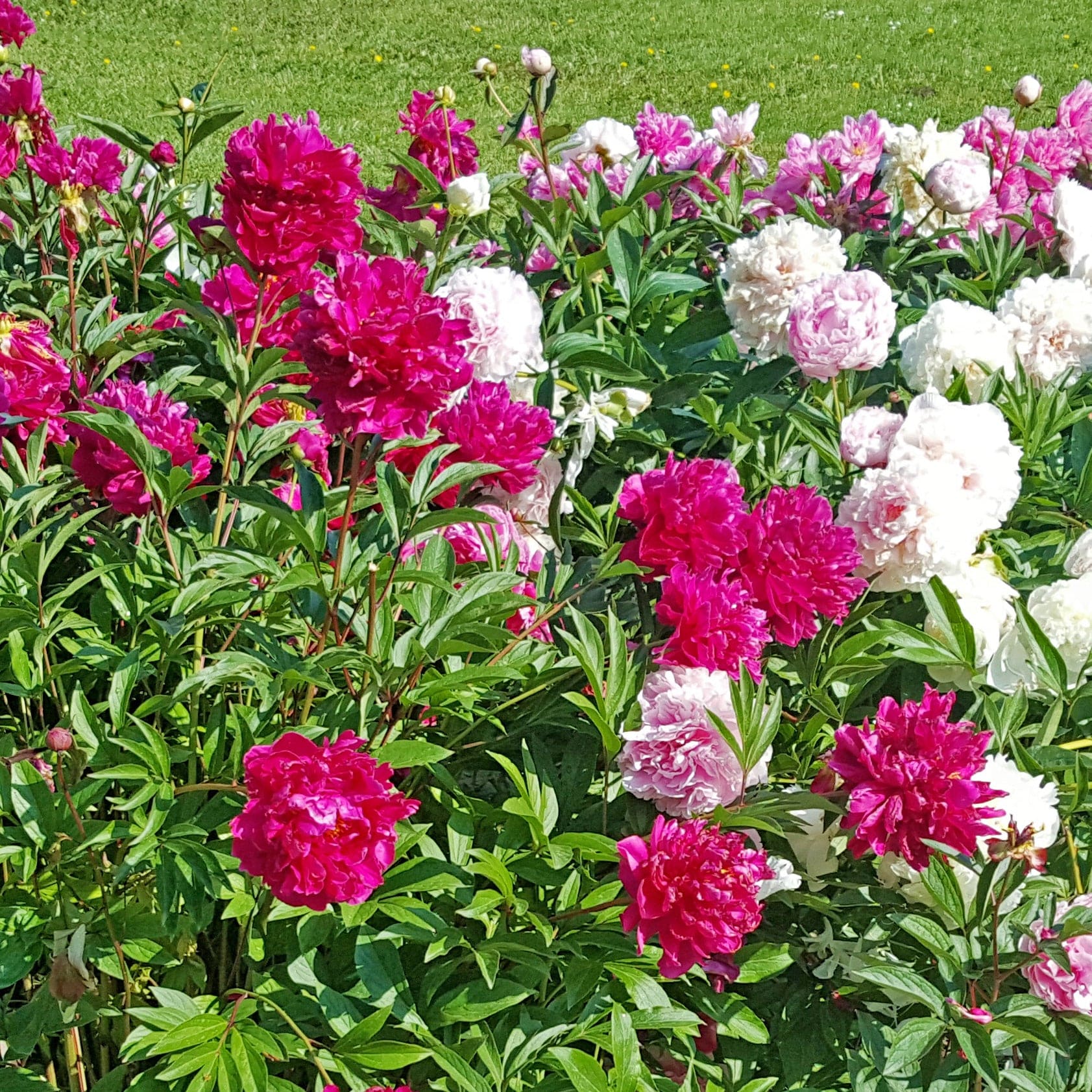 Mixed Peony Flowers - 4 Flower Bulb Pack 6058