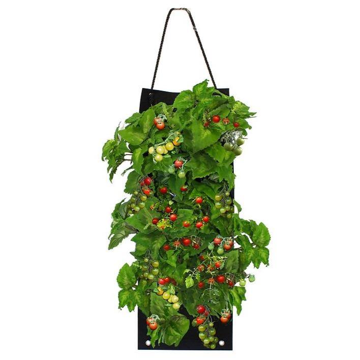 Organic Cherry Tomato Hanging Seed Bag with Soil Block 6075