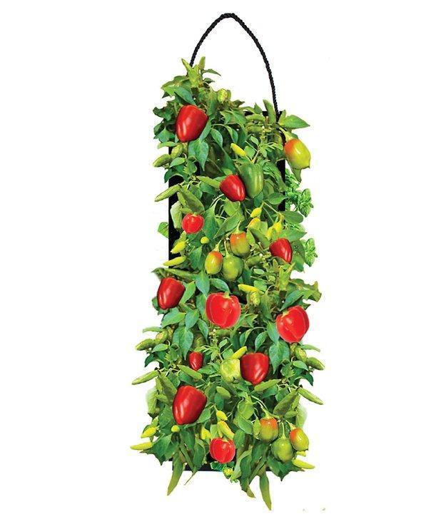 Organic Sweet Bell Pepper Hanging Seed Bag with Soil Block 6077