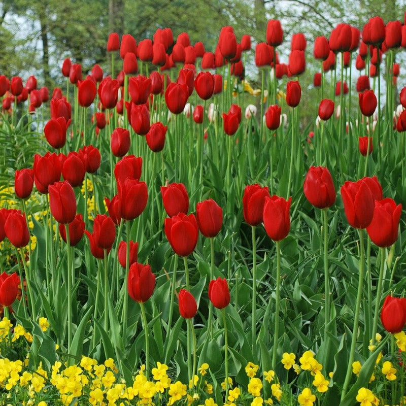 Sky High Scarlet Red Tulip Flowers - 10 Bulb Pack 5032