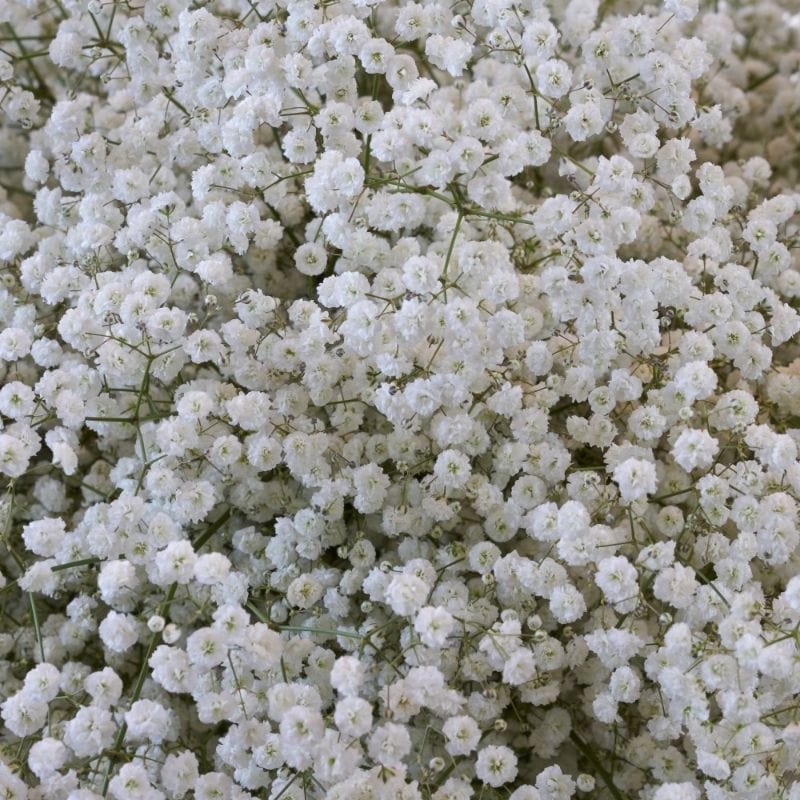Snowy White Baby's Breath Flowers- 6 Bulb Pack 8013