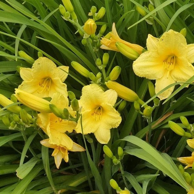 Stella D'Oro Daylilies - 6 Flower Bulb Pack 2042-2