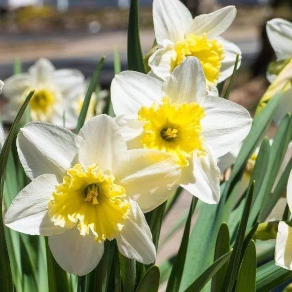 White Lion Daffodil Flower Bulbs - 5 Bulbs 4011